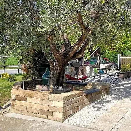 Sotto L'ulivo Mondavio