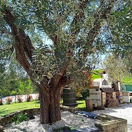 Sotto L'ulivo Mondavio